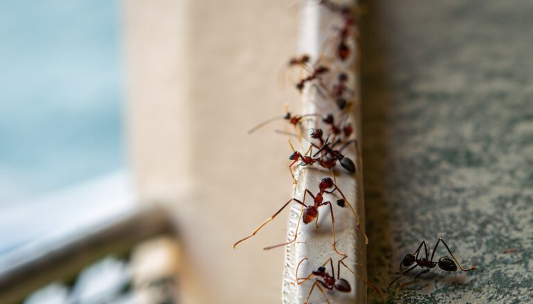 Ameisen auf dem Balkon – Effektiv vertreiben