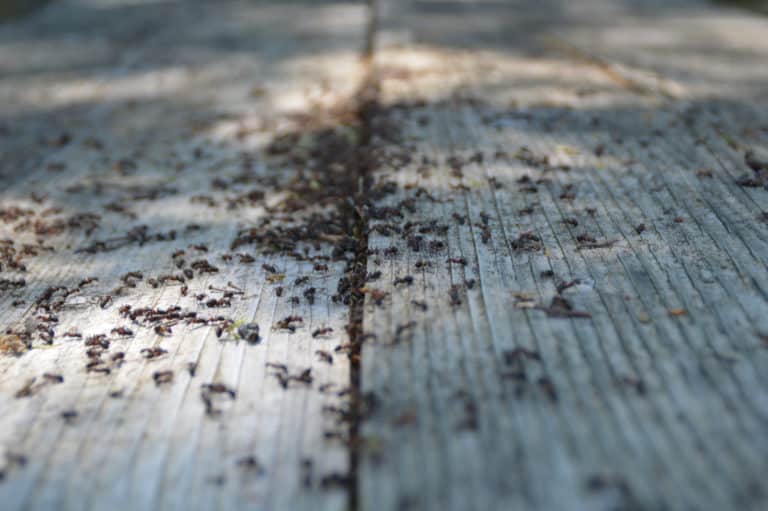 Ameisen auf der Terrasse – Wirkungsvoll bekämpfen