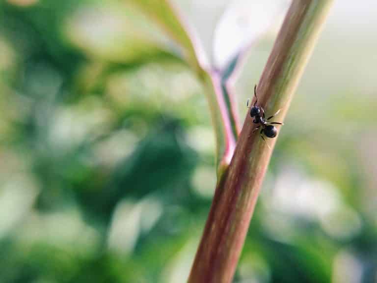 Ameisen im Blumentopf effektiv vertreiben