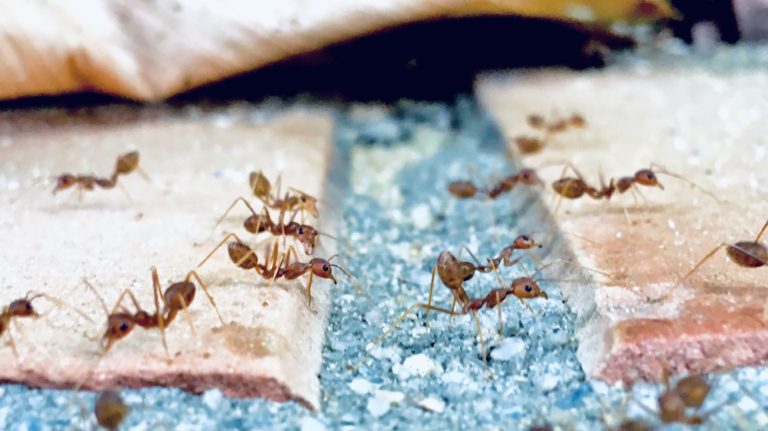 Ameisen im Haus bekämpfen – Effektive Methoden