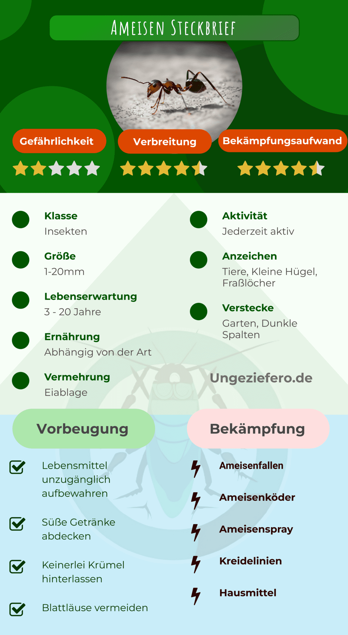 Effektive Hausmittel gegen Ameisen im Haushalt Schnell und einfach