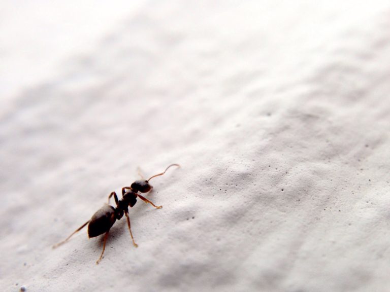 Ameisen in der Wohnung vertreiben
