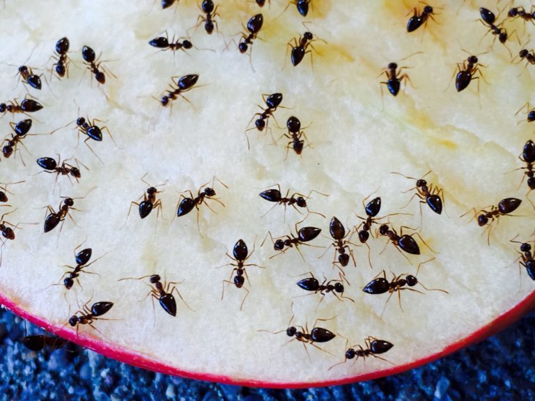Ameisen in der Küche – Effektiv vertreiben