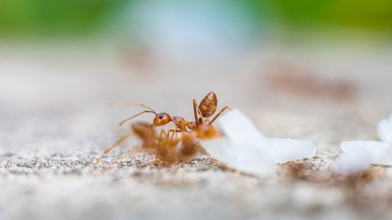 Ameisenfalle – Beratung & online kaufen