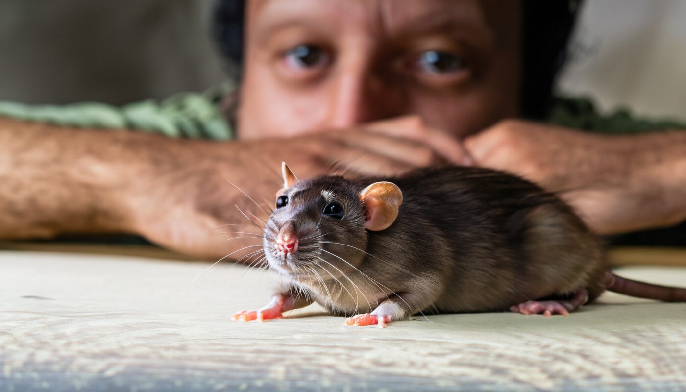 Greifen Ratten Menschen an