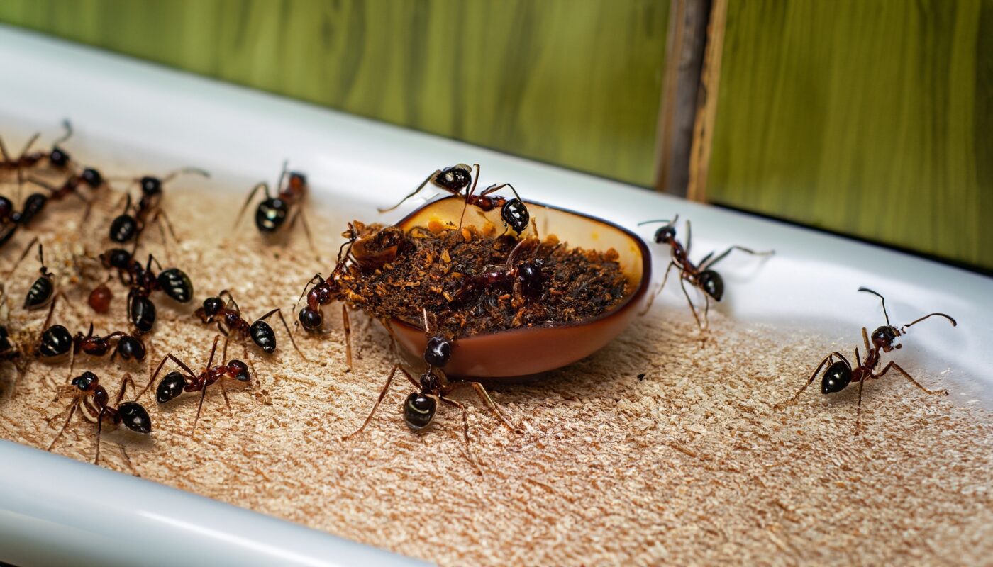 Hausmittel Ameisen