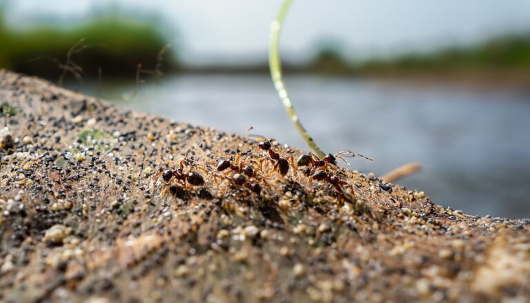Können Ameisen schwimmen?