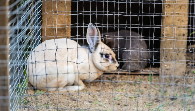 Wie gefährlich ist der Marder für Kaninchen?