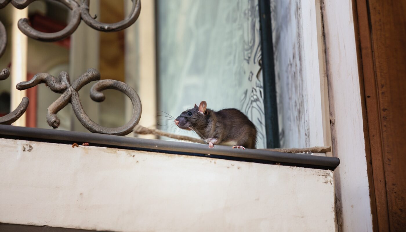 Ratte auf Balkon