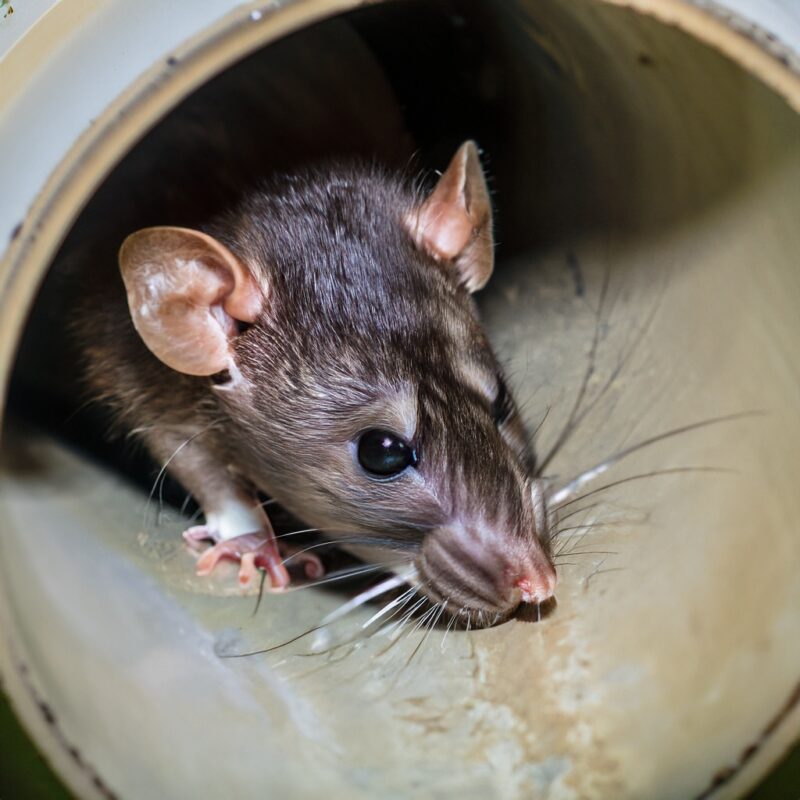 Ratten in der Toilette - Mythos oder echte Bedrohung?