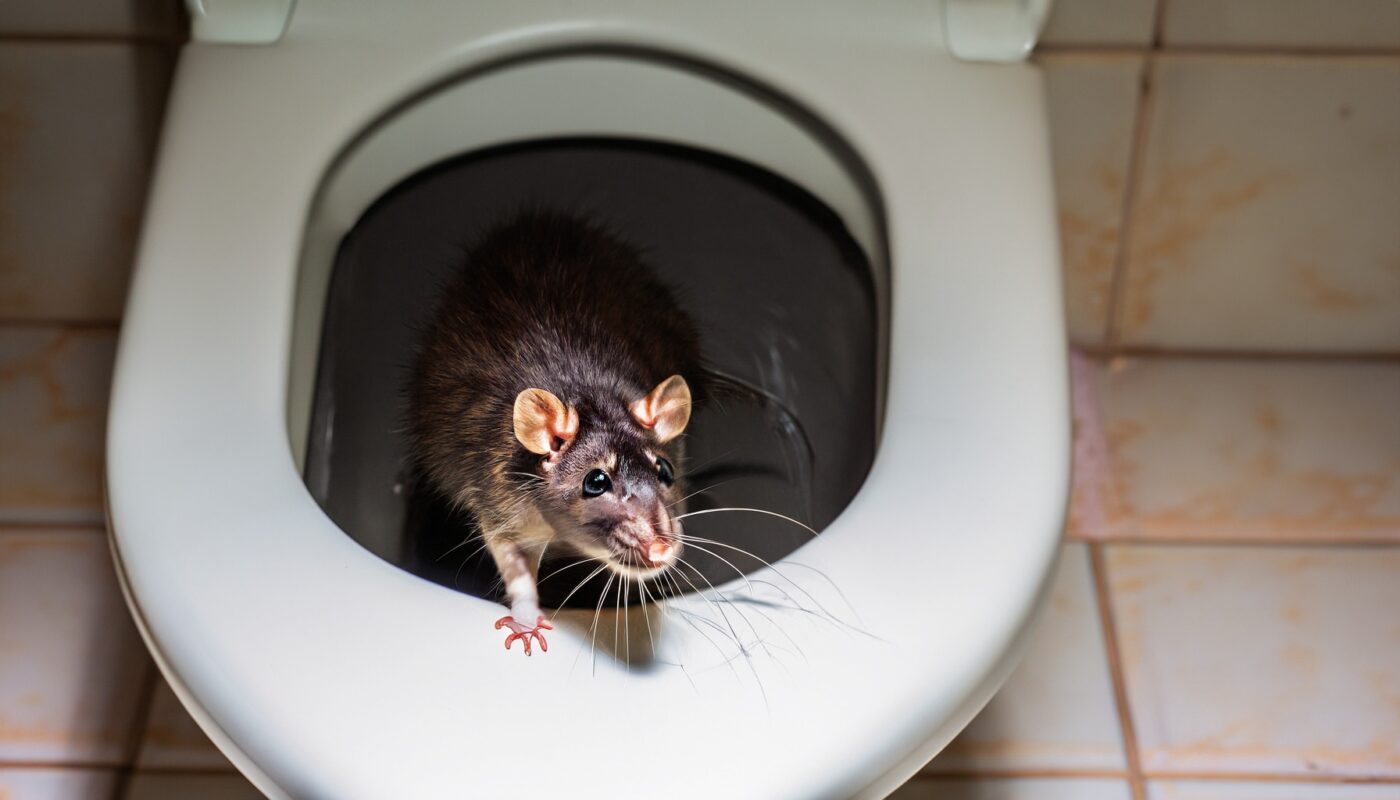 Ratte in der Toilette