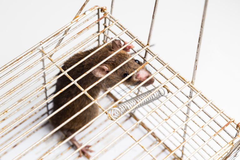 Ratten auf dem Balkon – Wirksam vertreiben
