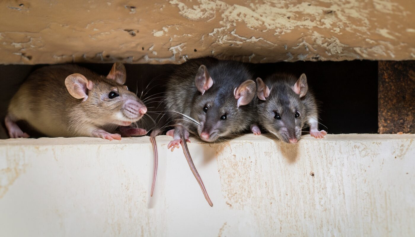 Ratten in der Wand