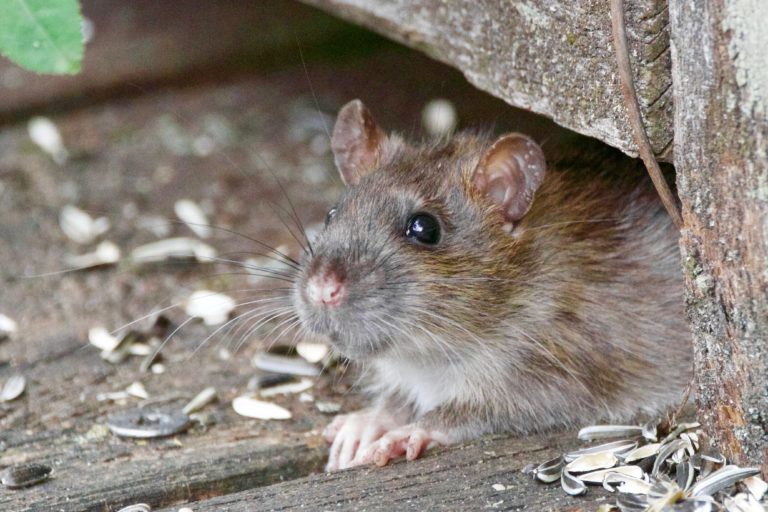 Ratten in der Wand – Erkennen & vertreiben