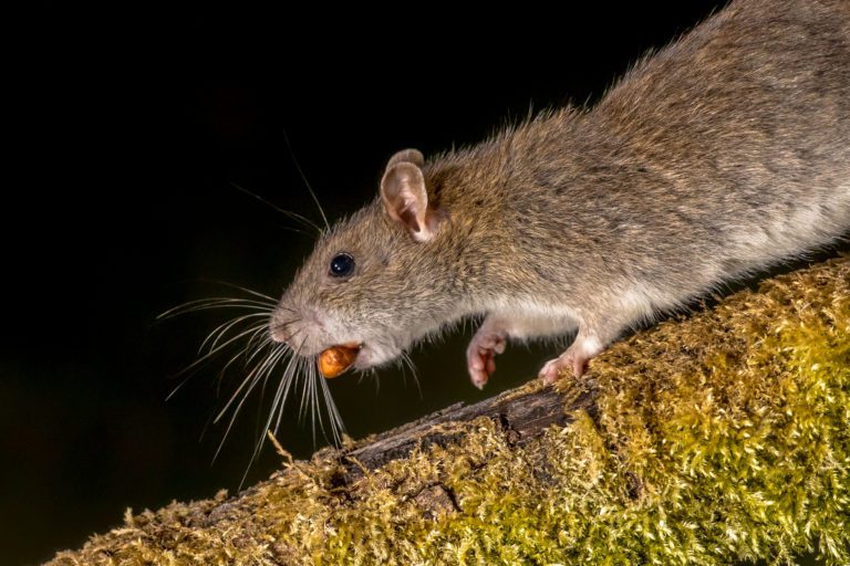 13 attraktive Köder für die Rattenfalle
