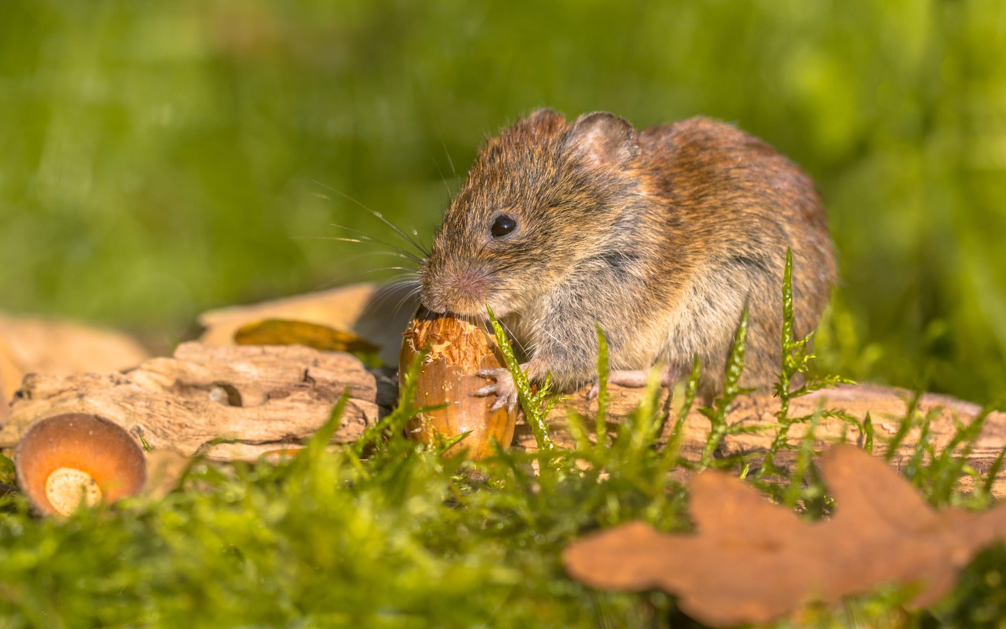 Was frisst eine Wühlmaus Ungeziefero.de