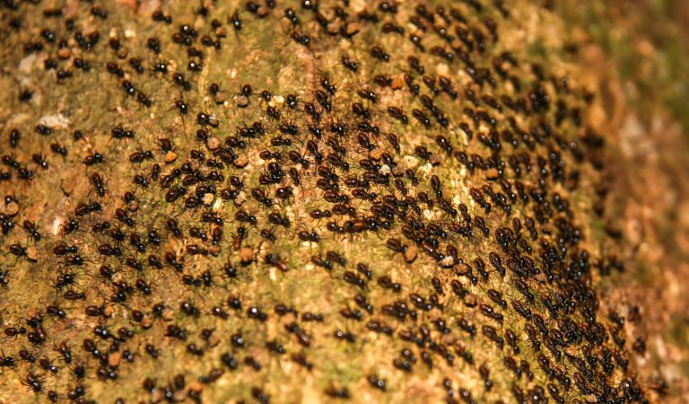 Ameisengift – Die besten Mittel kaufen