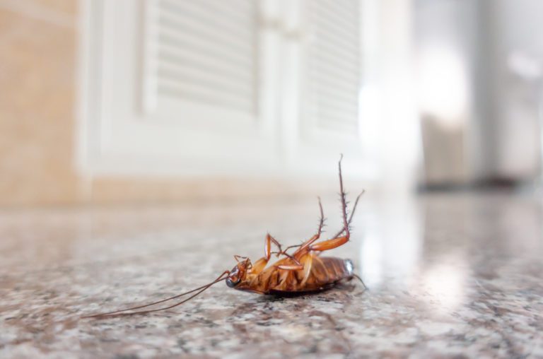 Kakerlaken in der Wohnung – Effektiv bekämpfen