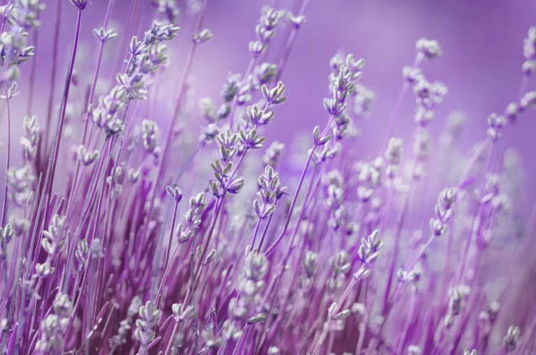Lavendel gegen Silberfische – Hilft der Geruch?