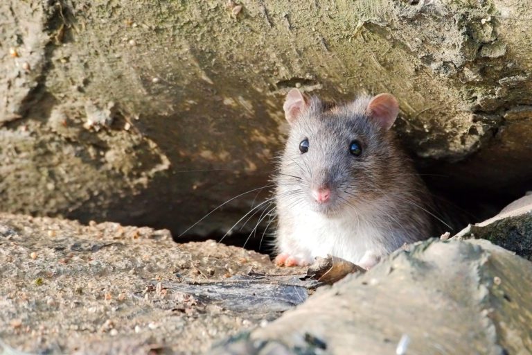 Ratten bekämpfen ohne Gift – Effektive Methoden