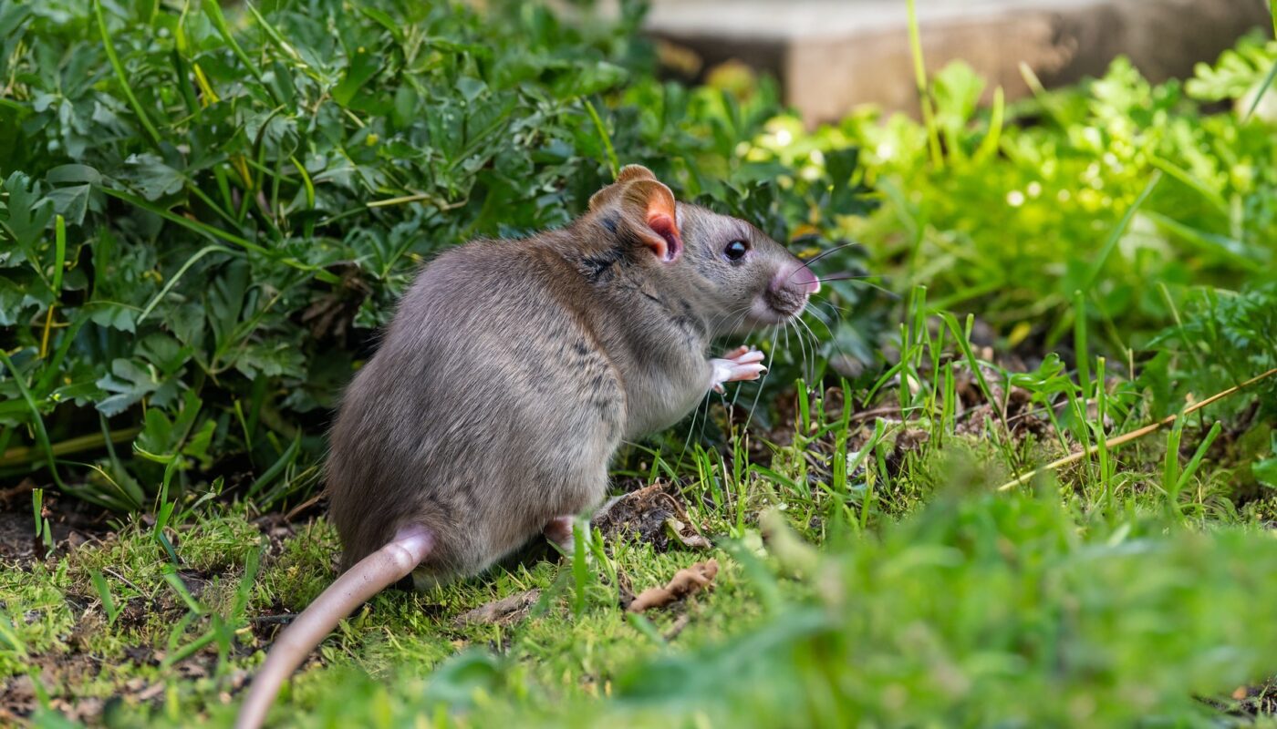 Ratten im Garten - Effektiv bekämpfen