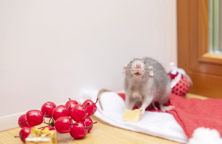 Ratten im Haus – Erkennen und vertreiben