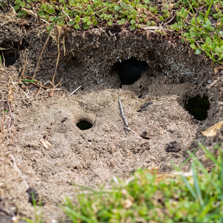 Rattenlocher Im Garten Erkennen