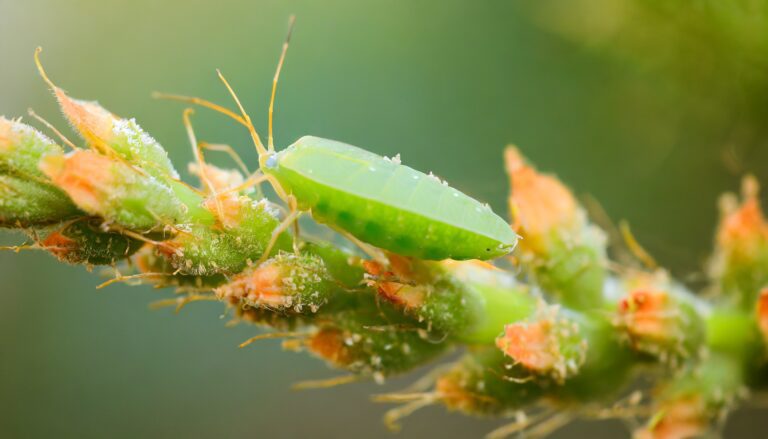 Blattläuse vorbeugen – Einfache Tipps zum Schutz Deiner Pflanzen