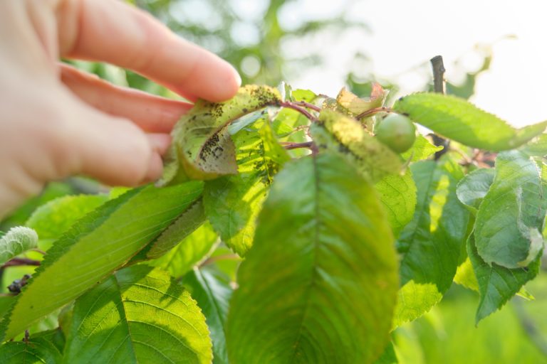 Blattläuse vorbeugen – Einfache Tipps zum Schutz Deiner Pflanzen