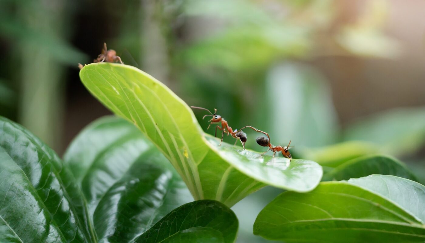 Fressen Ameisen Blattläuse