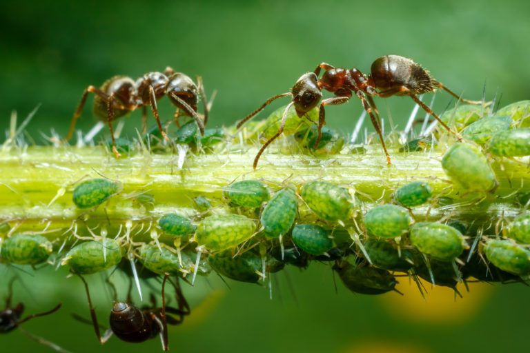 Fressen Ameisen Blattläuse?