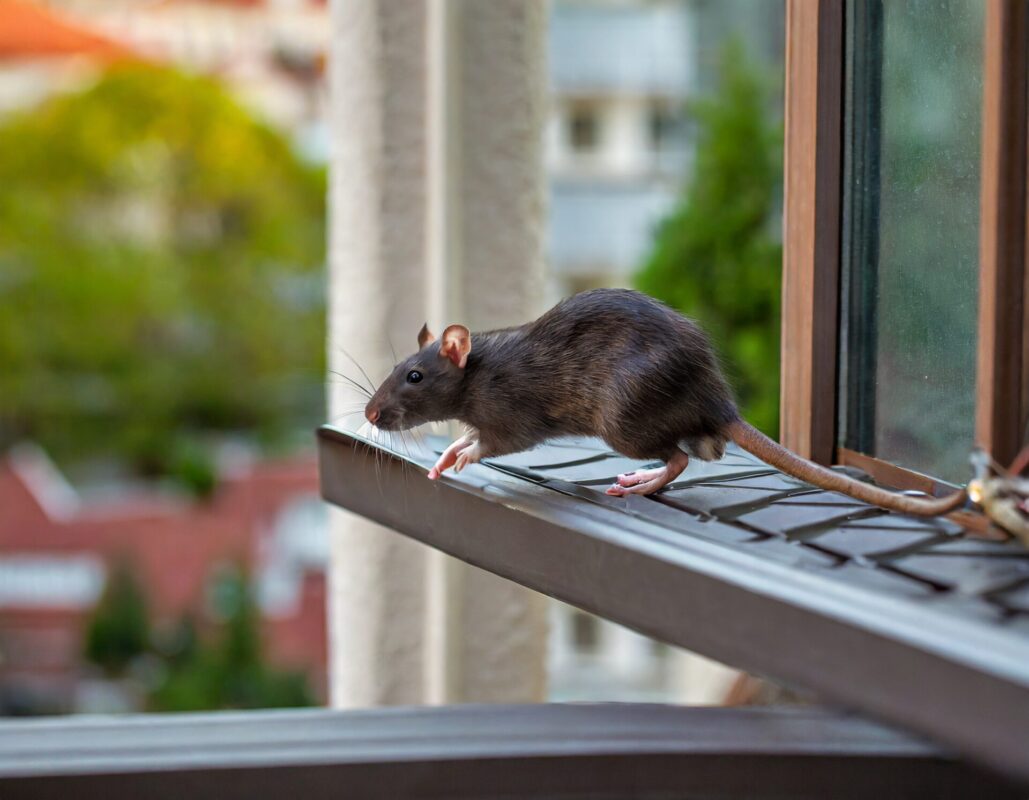 Klettern Ratten Wände hoch?