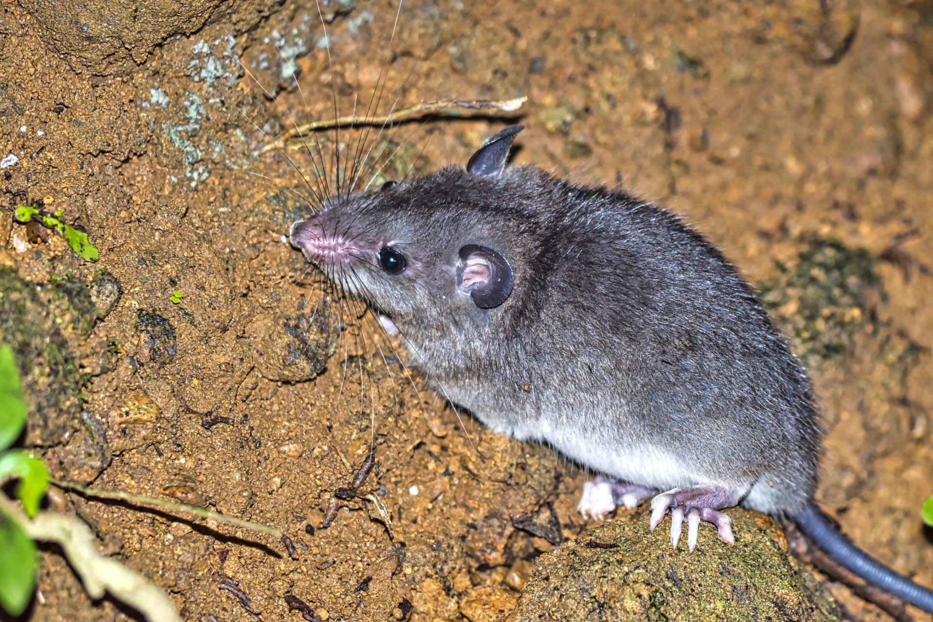 Meldepflicht bei Ratten Was musst Du beachten