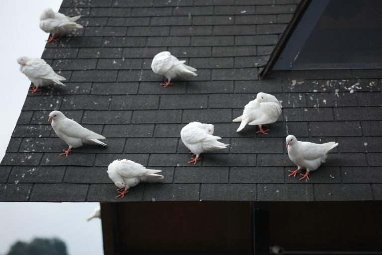 Tauben auf dem Dach – Wirksame Abwehrmaßnahmen
