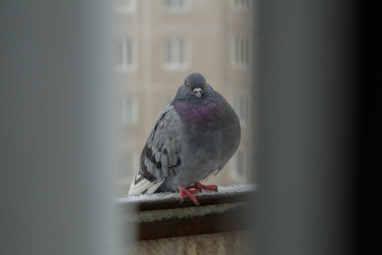 Taubenschreck – Schütze Deinen Balkon mit diesen Geräten