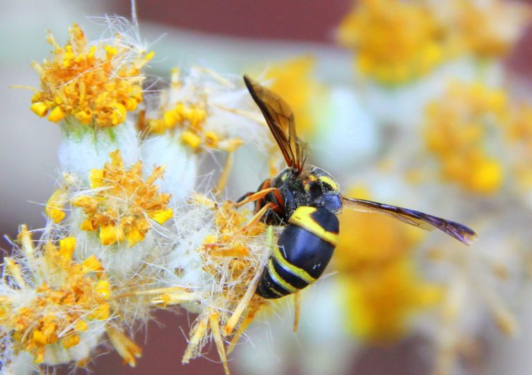 Stehen Wespen unter Naturschutz?