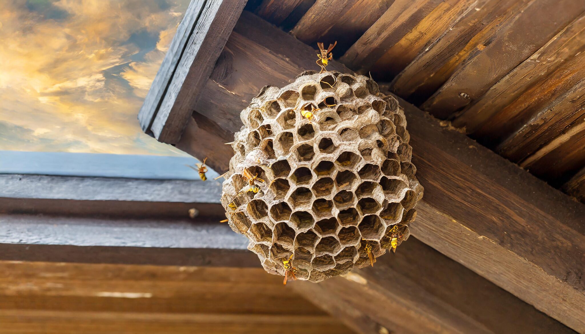 Feldwespe Nest Entfernen