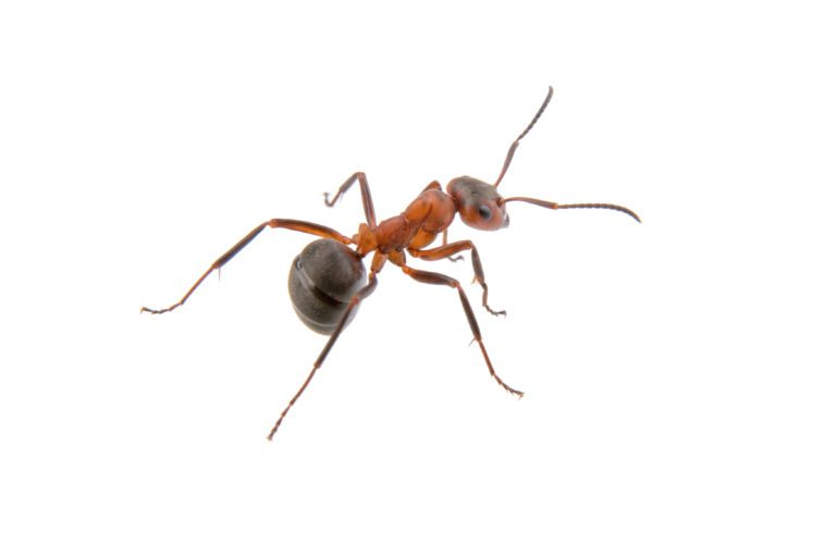 Ist Ameisengift verboten?