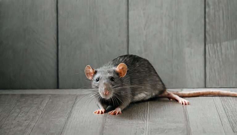 Verliert Rattengift seine Wirkung?