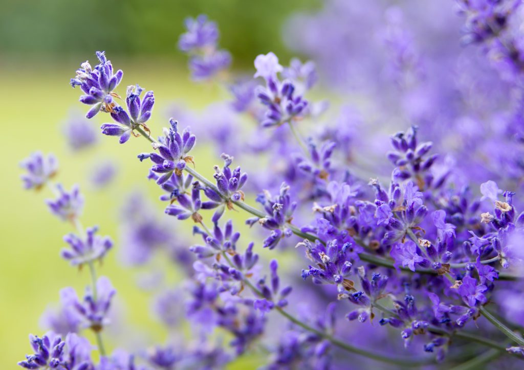 Lavendel gegen Motten