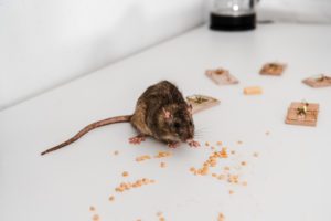 Ratten in der Wohnung