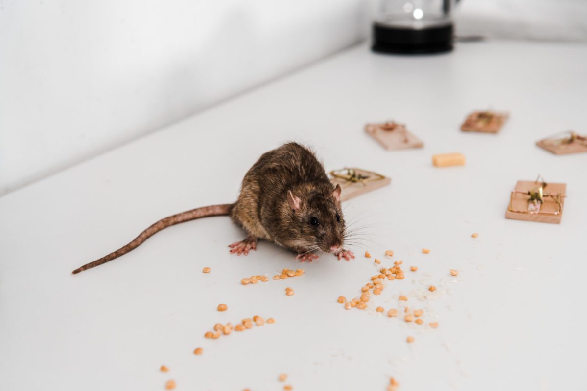 Ratten in der Wohnung