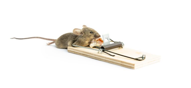 Sind Schlagfallen gegen Ratten verboten?