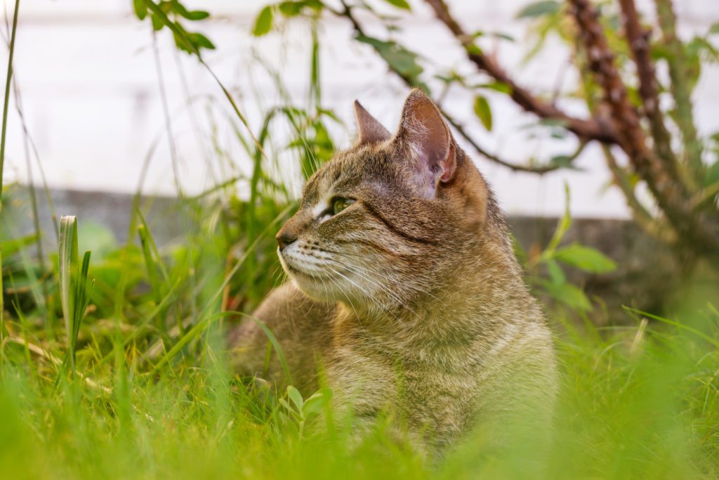 Marder Katzen