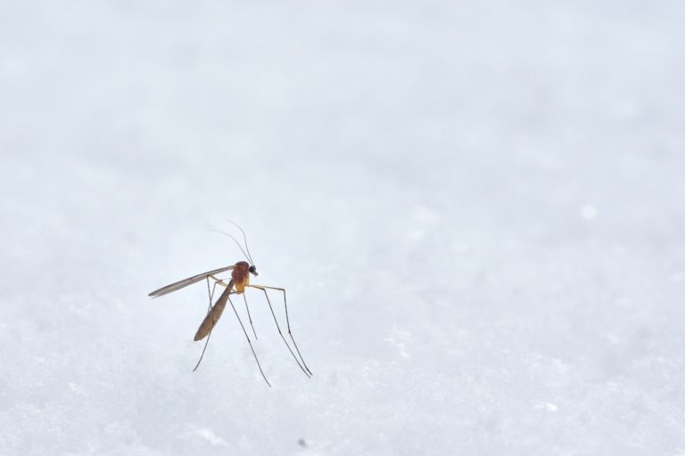 Mücken im Winter – Überleben der kalten Jahreszeit