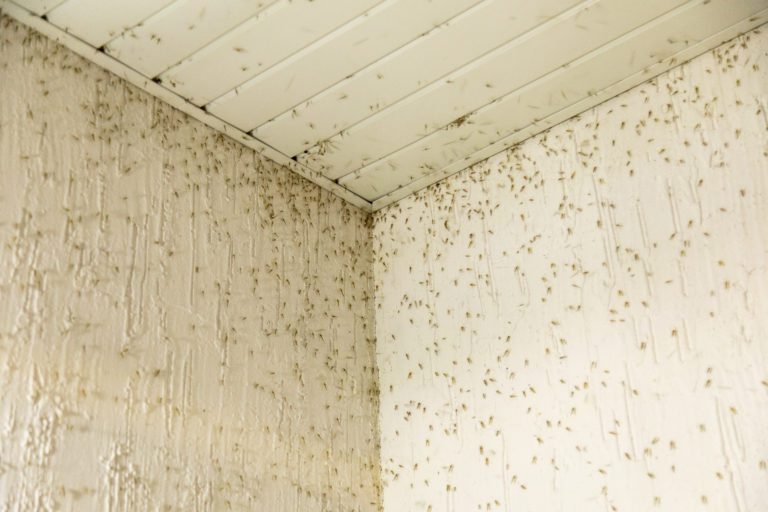 Mücken im Zimmer – Dies kannst Du gegen die Plagegeister tun