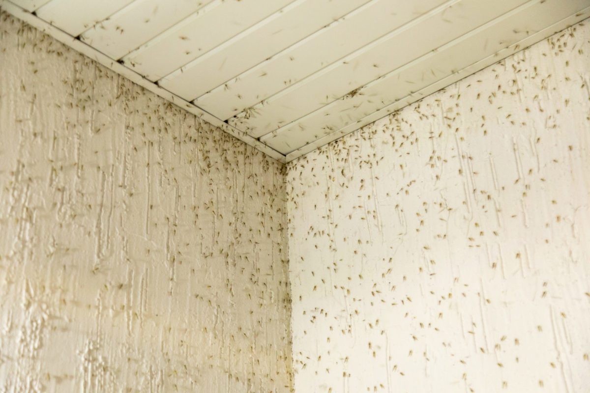 Was tun gegen Mücken im Zimmer