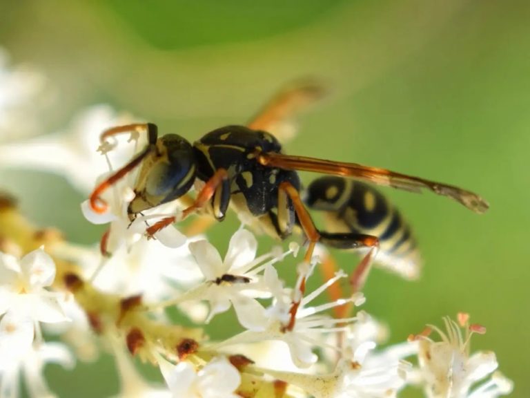 Wie lange leben Wespen?