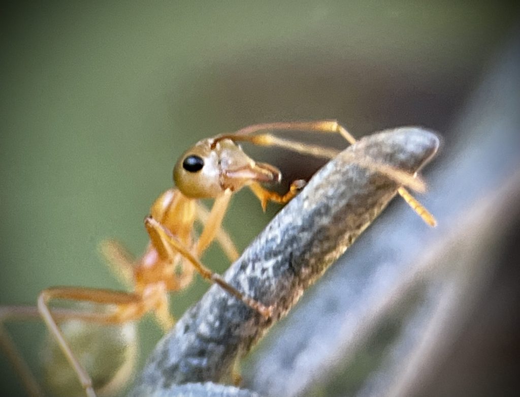 Fliegende Ameisen