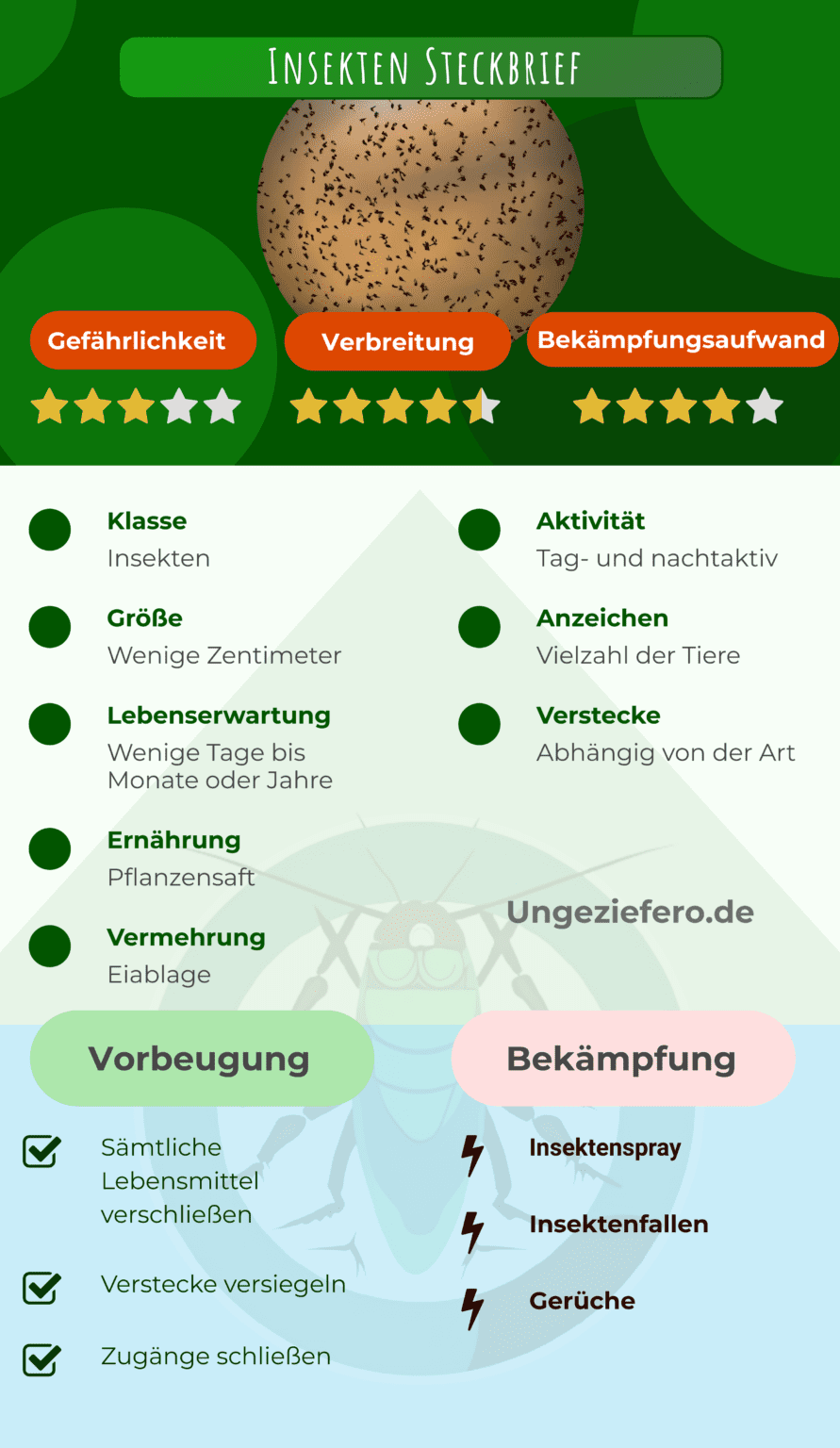 Die wahre Natur der Spinnen: Insekt oder etwas anderes?